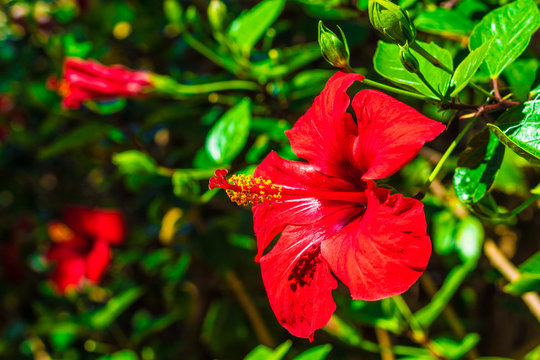 Hibisco Images – Browse 3,280 Stock Photos, Vectors, and Video | Adobe Stock