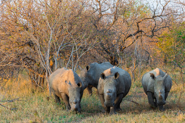 Rinocerontes en Africa
