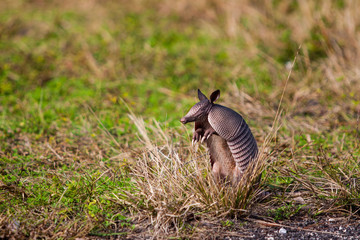 Obraz premium Armadillo 