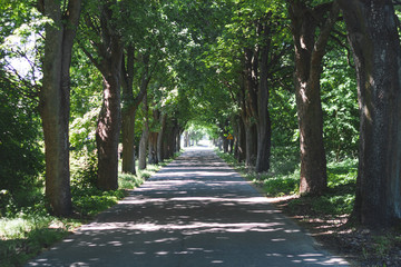 Road to the summer