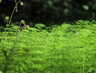 Forest horsetail on a sunny meadow