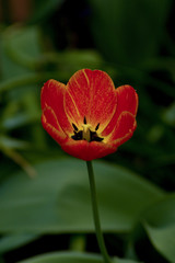 Tulpe