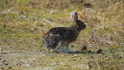 Arctic Hare