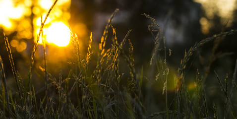 Grass on a meadow in the rays of sunset.