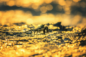 Crabs are sitting on the rock on the sunset background