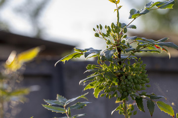 A branch of holly, with unripe fruits. Evergreen