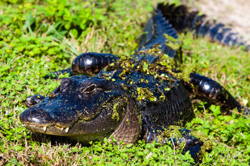 Fototapeta premium Alligator 