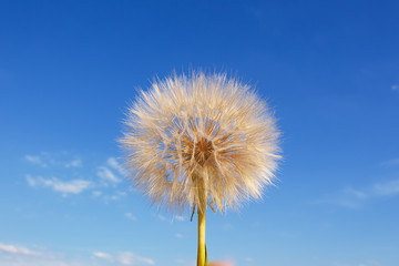 Fluffy white dandelion against blue sky