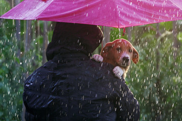 Friendship between dog and owner standing in the rain with umbrella. Dog in the bosom of the owner - 208973534