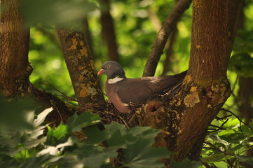 Pigeon Ramier dans son nid