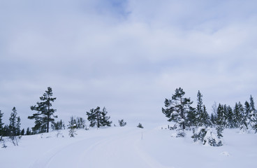 Norefjell / Norway: Wintry fjell landscape with cross-country ski trail