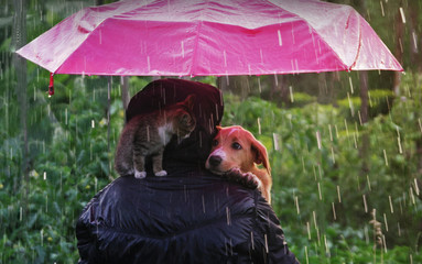 Friendship of a human with a cat and a dog. A kitten and a puppy are sitting hiding from the rain under an umbrella - 208973904
