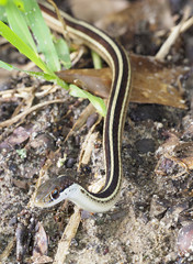 Obraz na płótnie Canvas Closeup Focus Stacked Image of an Eastern Ribbon Snake