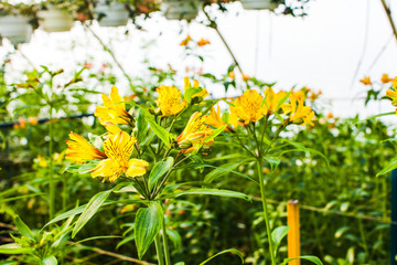 Obraz na płótnie Canvas Yellow alstroemeria growth in the greenhouse