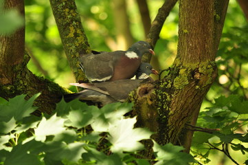 pigeon ramier le nid