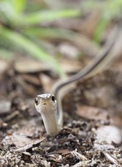 Focus Stacked Image of a Ribbon Snake Crawling Toward You