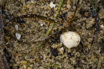 Wet sand with seaweed and seashells on the beach / Crop close up view from above of wet sand with seaweed and white seashells on the beach. Texture made with elements of nature.