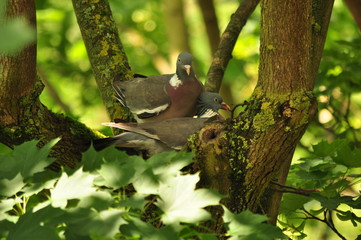 Pigeon ramier construction du nid