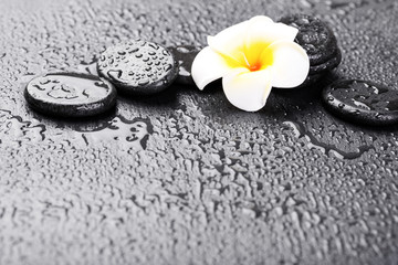 Plumeria flower and stones on wet black rock background