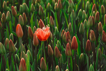 One blossoming red tulip