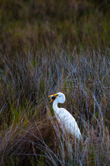 Egret