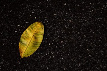 yellow dry leaves on the asphalt floor - background