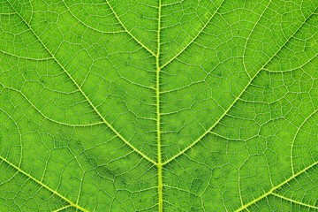 green pumpkin leaves texture - background