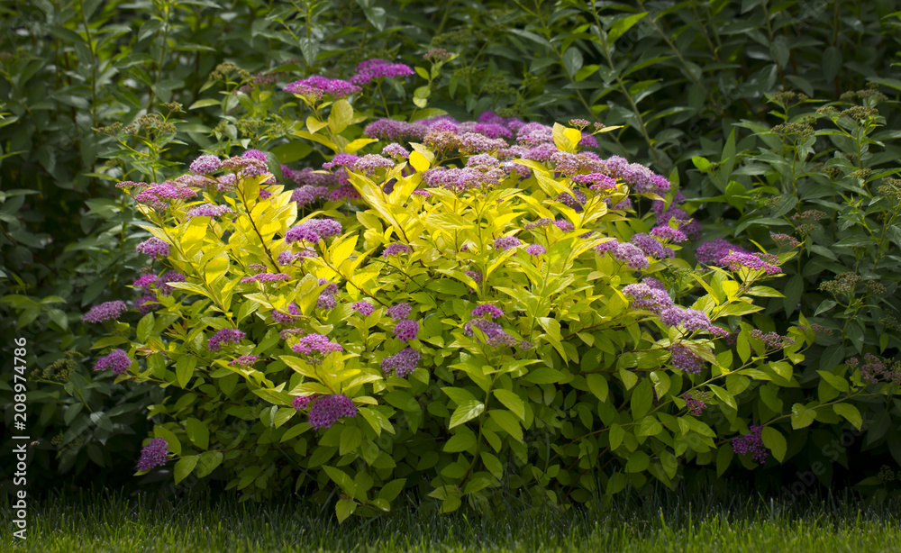 Wall mural The flower of the red spiraea, the ornamental shrub used in landscape design, is well suited for decorating haircut