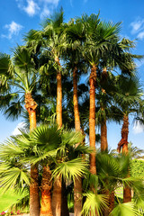 palms against the blue sky