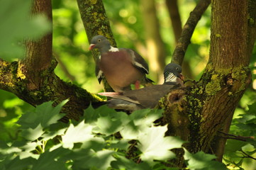Pigeon Ramier le nid