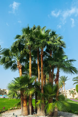 Fototapeta na wymiar palms against the blue sky