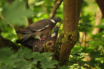 pigeon ramier 