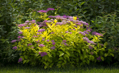 The flower of the red spiraea, the ornamental shrub used in landscape design, is well suited for decorating haircut