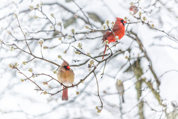 Two red northern cardinal, Cardinalis, birds couple perched on tree branch during heavy winter colorful in Virginia, snow flakes falling