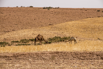 Fototapeta na wymiar camel