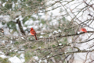 Red sick ill northern cardinal bird, Cardinalis, perched on tree branch during winter snow colorful in Virginia, missing closed eye blind