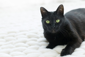 Black cat relaxing on white knitted merino plaid, hygge home