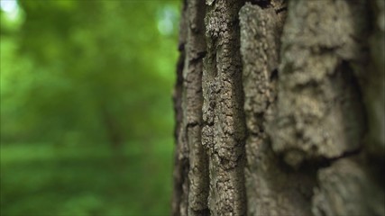 The bark of a century old oak. Thick layer of bark on oak. The bark from the oak macro.  Oak with a large tree trunk. Old oak with bark.	 