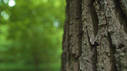 The bark of a century old oak. Thick layer of bark on oak. The bark from the oak macro.  Oak with a...