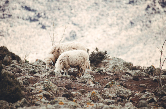 sheep with lamp in the mountains