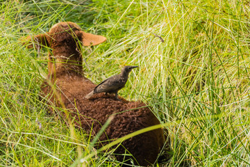 Fototapeta premium Vogel auf Braunem Lamm