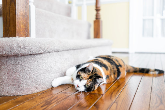 Closeup of calico cat scratching nails on carpet floor steps stairs staircase inside indoor house, home, destroying it