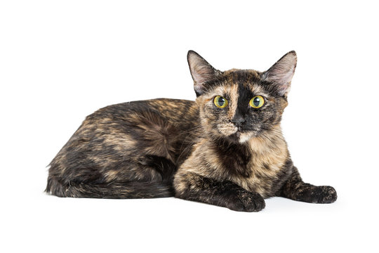 Pretty Tortoiseshell Cat Isolated on White