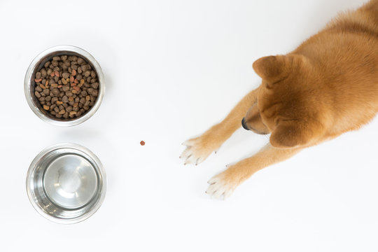 Top view of dry dog food in bowl and red Shiba inu dog looking and waiting to eat, on white background, flat lay