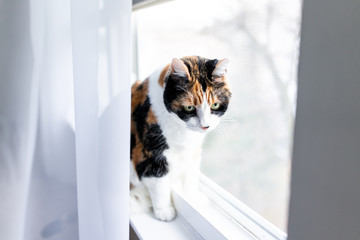 Female cute one calico cat closeup of face sitting on windowsill window sill looking staring behind curtains blinds outside