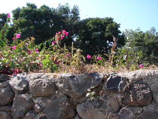 flores, piedra y naturaleza