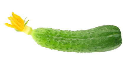 one fresh cucumbers isolated on white background