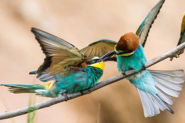 bee-eaters, Merops apiaster, sits on a branch, Bienenfresser