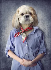 Fotobehang Schattige hond shih tzu portret, het dragen van menselijke kleren, op vintage achtergrond. Hipster hond © cranach