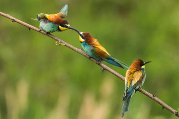 bee-eaters, Merops apiaster, sits on a branch, Bienenfresser